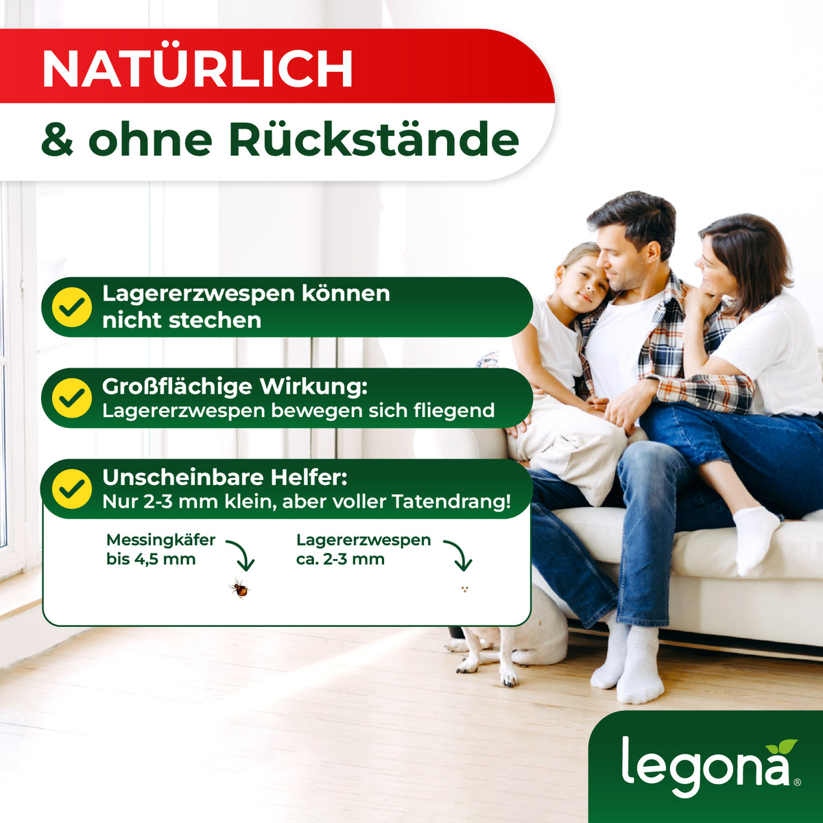 Lagererzwespen gegen Kugelkäfer & Messingkäfer