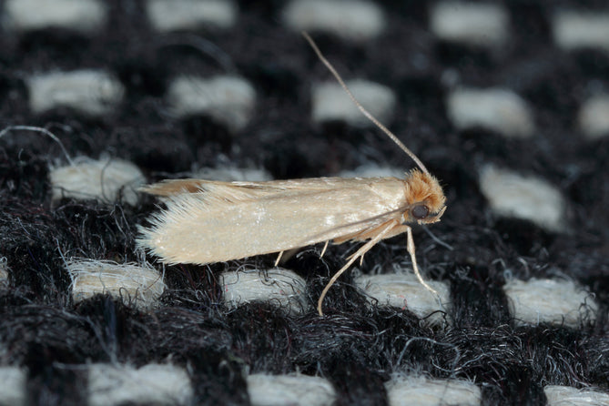 Kleine beige Kleidermotte auf schwarz-weißem Gewebe