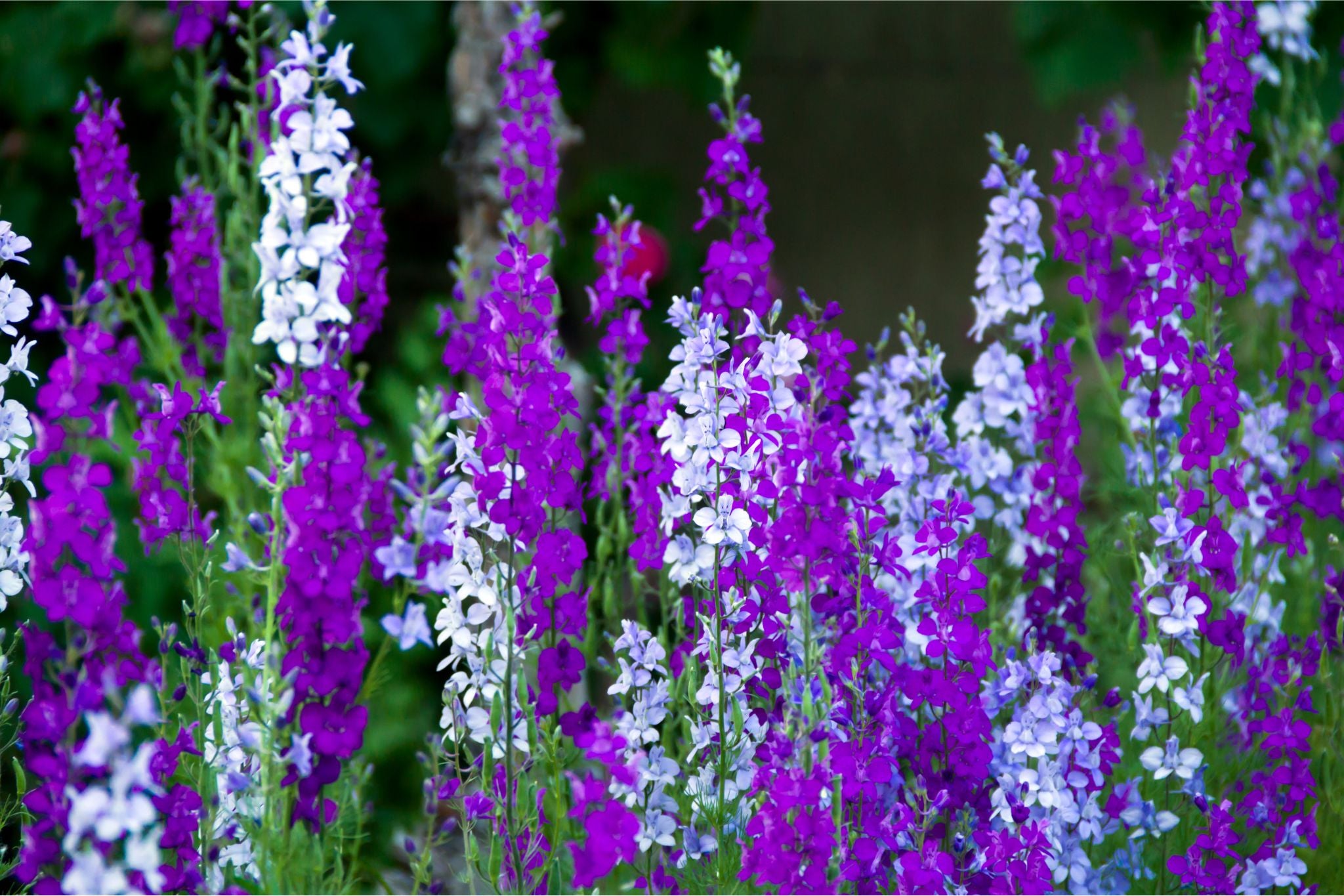 Hohe Blütenstände mit lila und weißen Blüten in einem Garten vor grünem Hintergrund