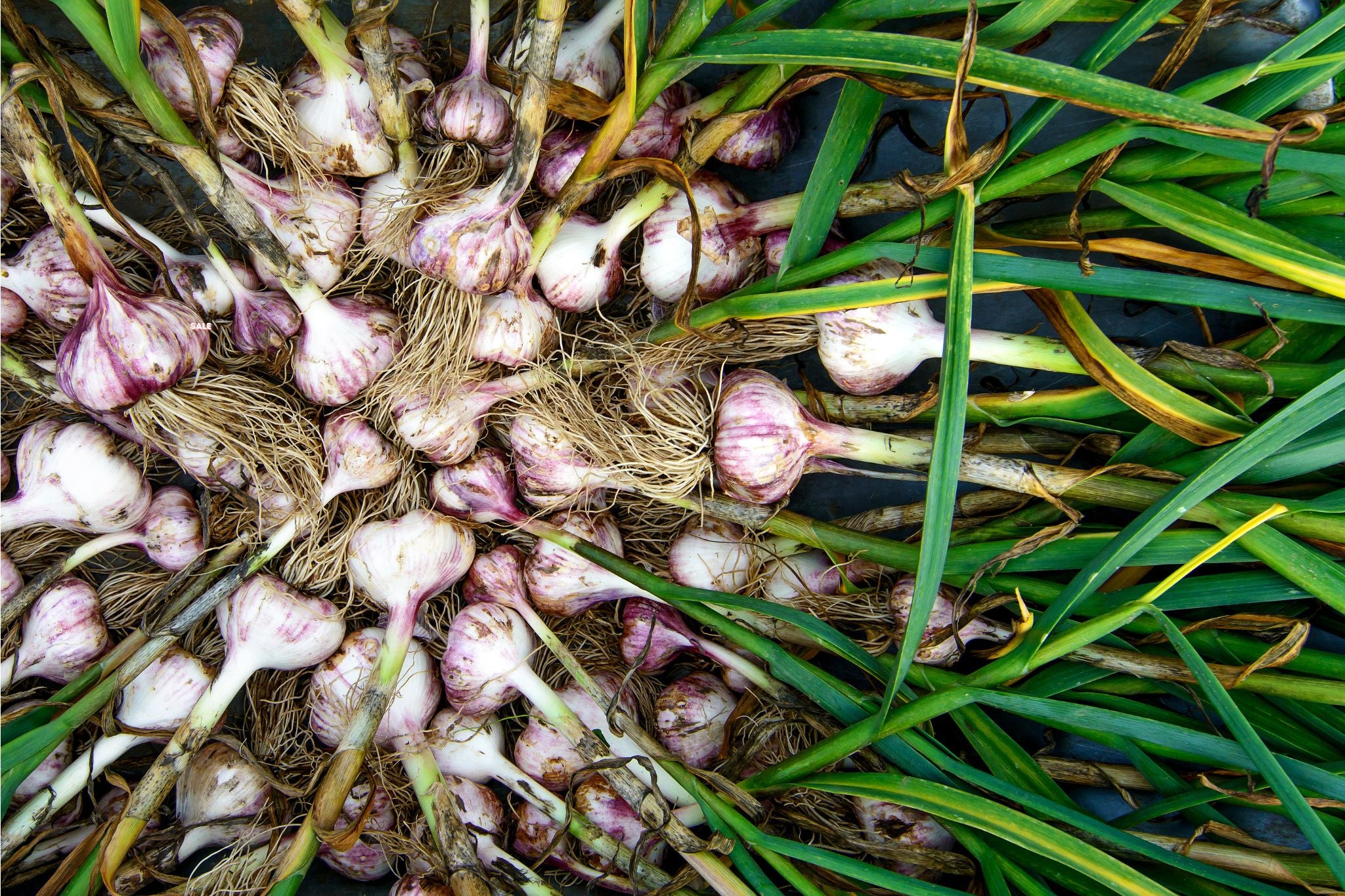 Frisch geernteter Knoblauch mit weißen und violetten Knollen und grünen Blättern, auf dunklem Untergrund