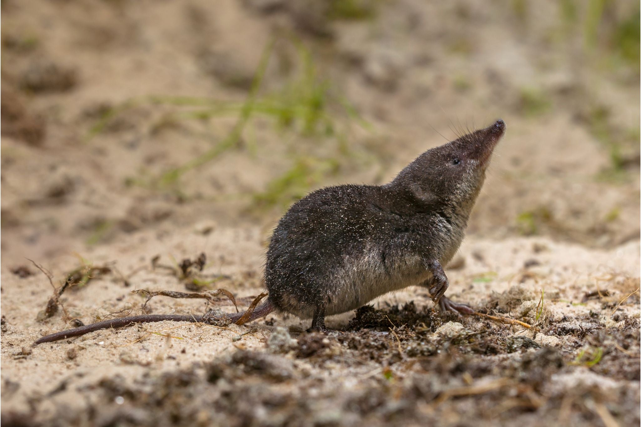 Kleine Spitzmaus mit dunklem Fell auf sandigem Boden, Blick nach oben gerichtet