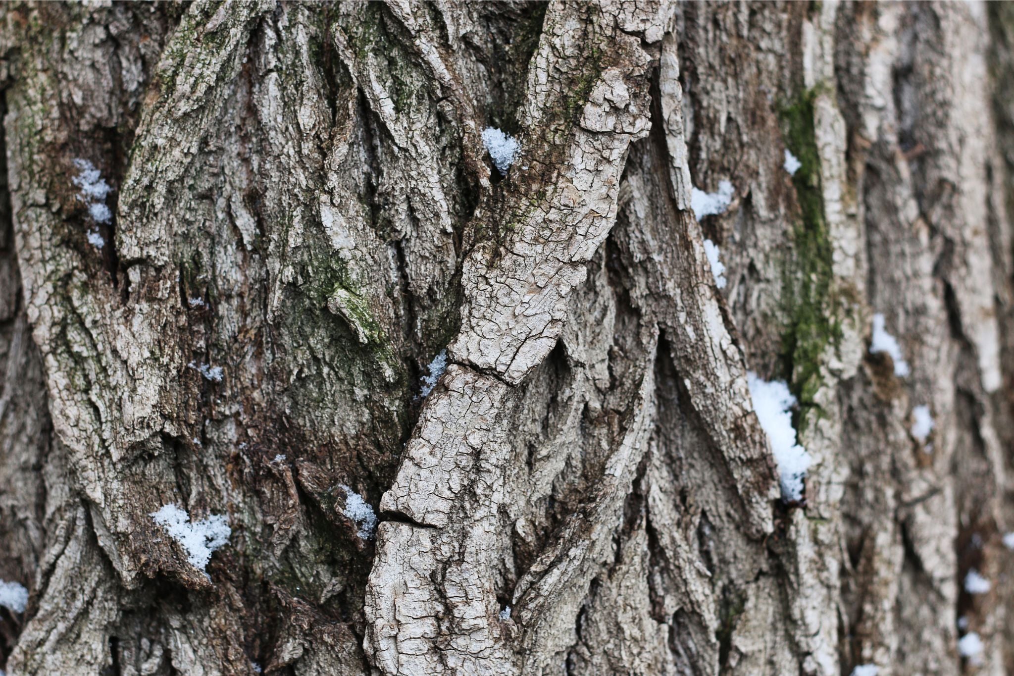 Rinde eines Baumes mit tiefen Rissen und Blattlausbefall