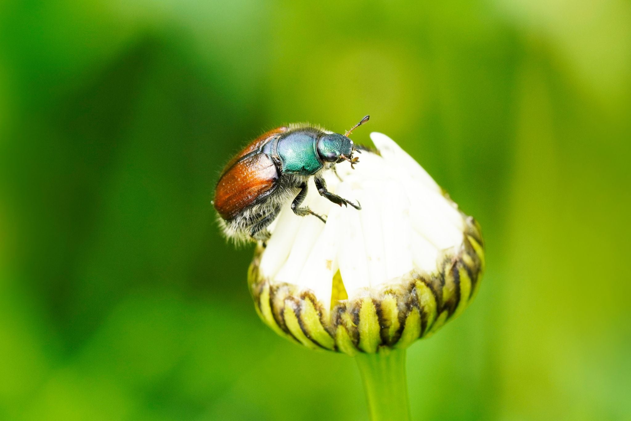 Gartenlaubkäfer mit grünem Kopf und braunem Rücken auf einer weißen Blüte vor grünem Hintergrund