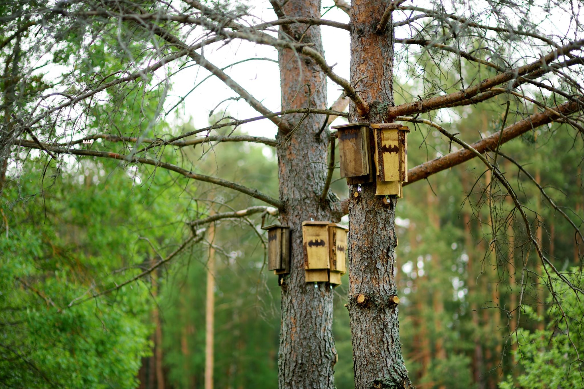 Mehrere hölzerne Fledermauskästen an Baumstämmen in einem Wald mit grünen Nadelbäumen im Hintergrund