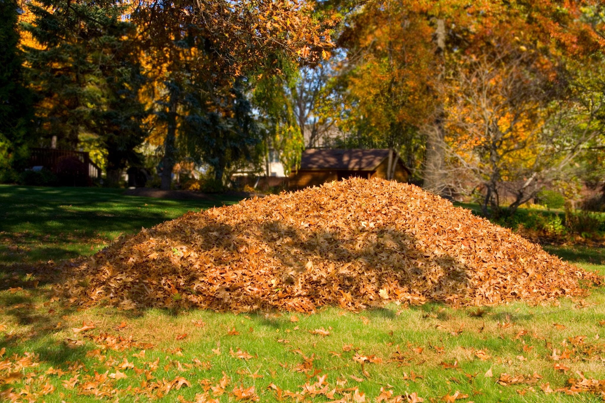 Großer Haufen brauner Herbstblätter auf grünem Rasen vor bunten Laubbäumen im Garten