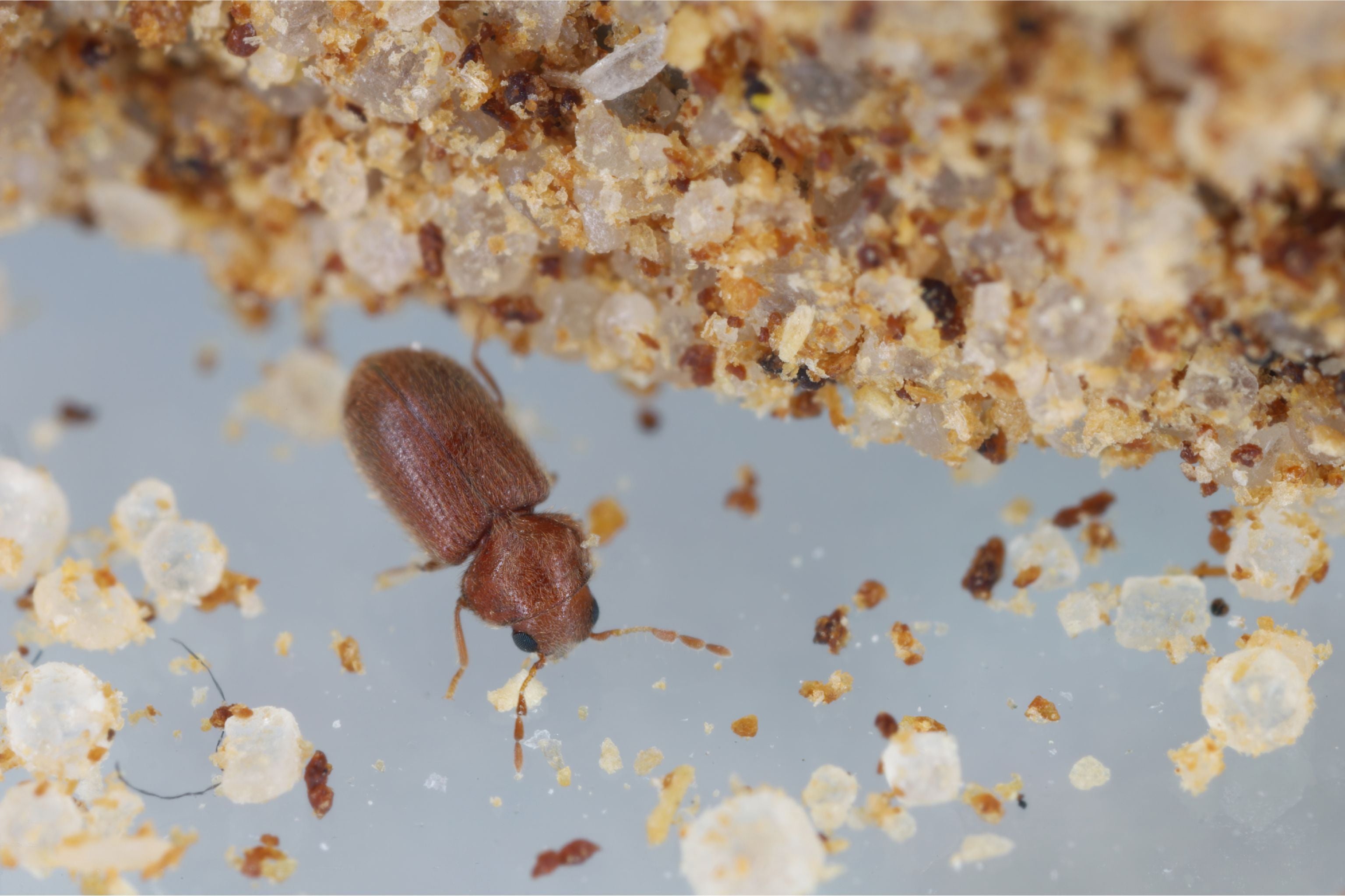 Nahaufnahme eines kleinen braunen Käfers auf Sandkörnern