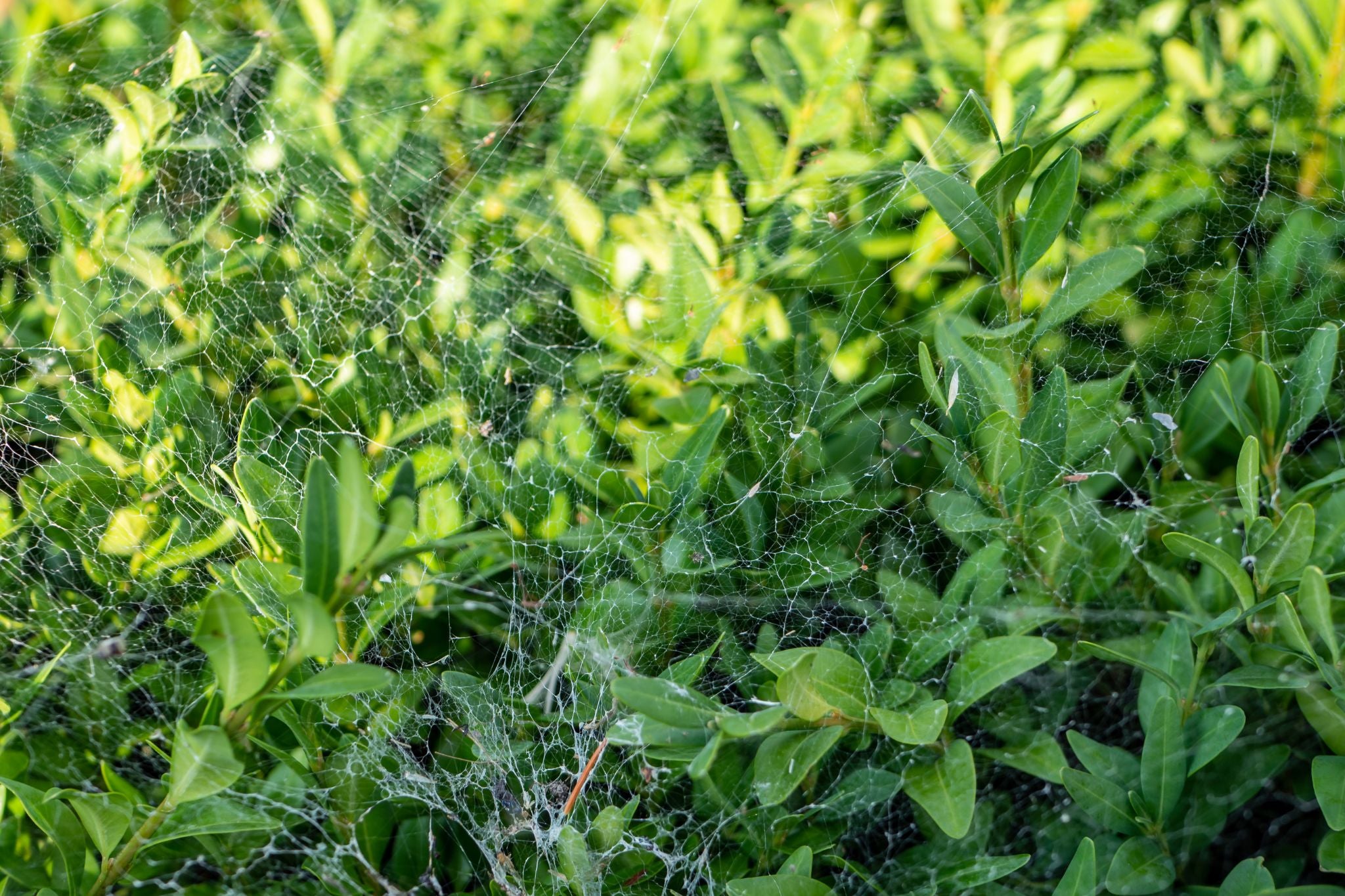 Grüner Strauch mit feinem Spinnennetz, das sich über die Blätter erstreckt