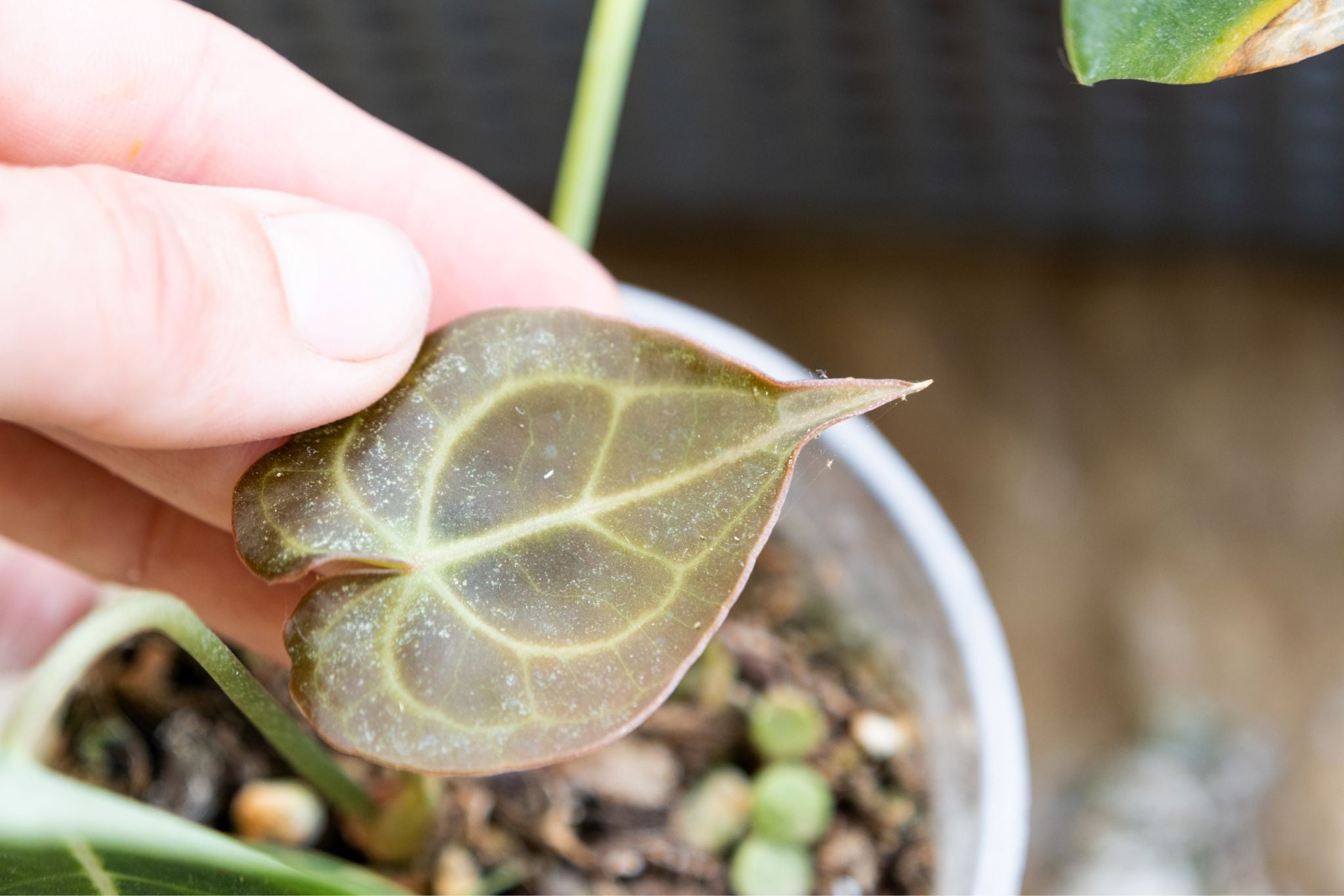Hand hält ein Blatt mit feinen weißen Spinnmilben und deren Gespinsten auf der Blattoberfläche
