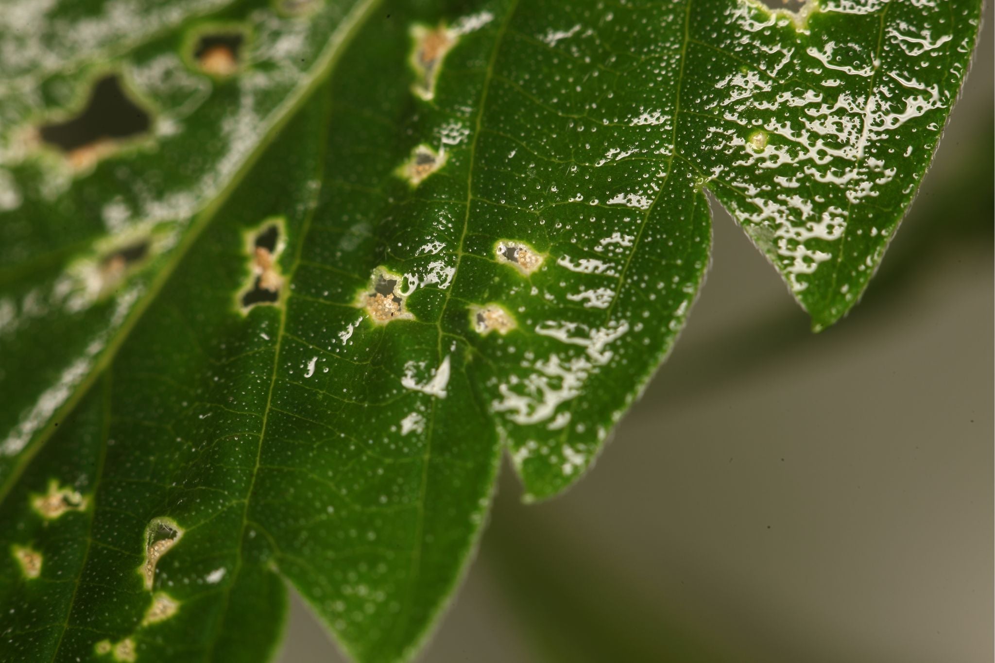 Grünes Blatt mit kleinen Löchern und braunen Schadstellen, verursacht durch Spinnmilbenbefall