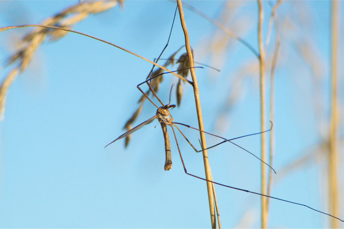 Wiesenschnake mit langen Beinen sitzt an einem trockenen Grashalm vor blauem Himmel