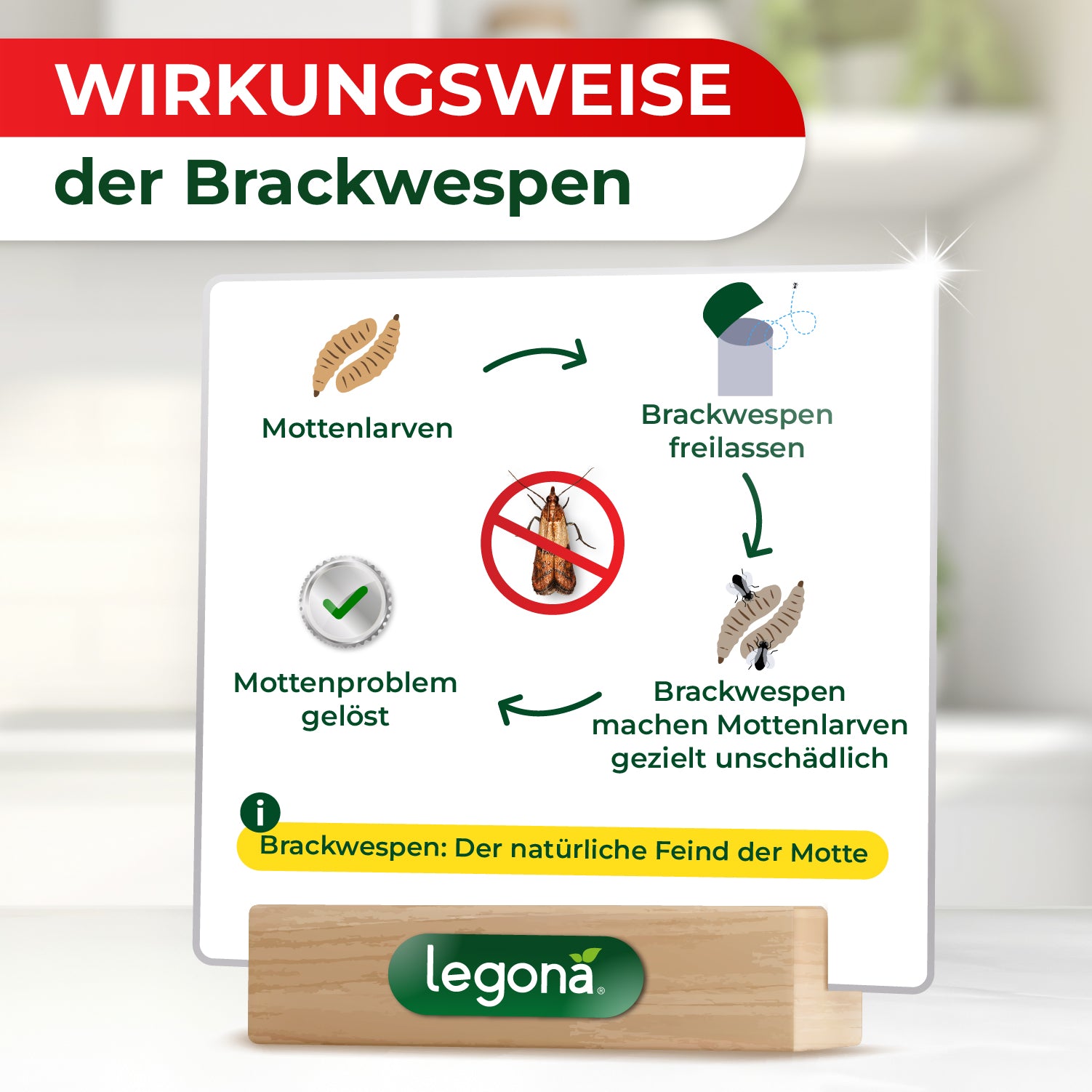 Diagramm zeigt Wirkungsweise der Brackwespen: Mottenlarven werden durch freigelassene Brackwespen gezielt unschädlich gemacht, was das Mottenproblem löst. Hinweis: Brackwespen sind natürliche Feinde der Motte.