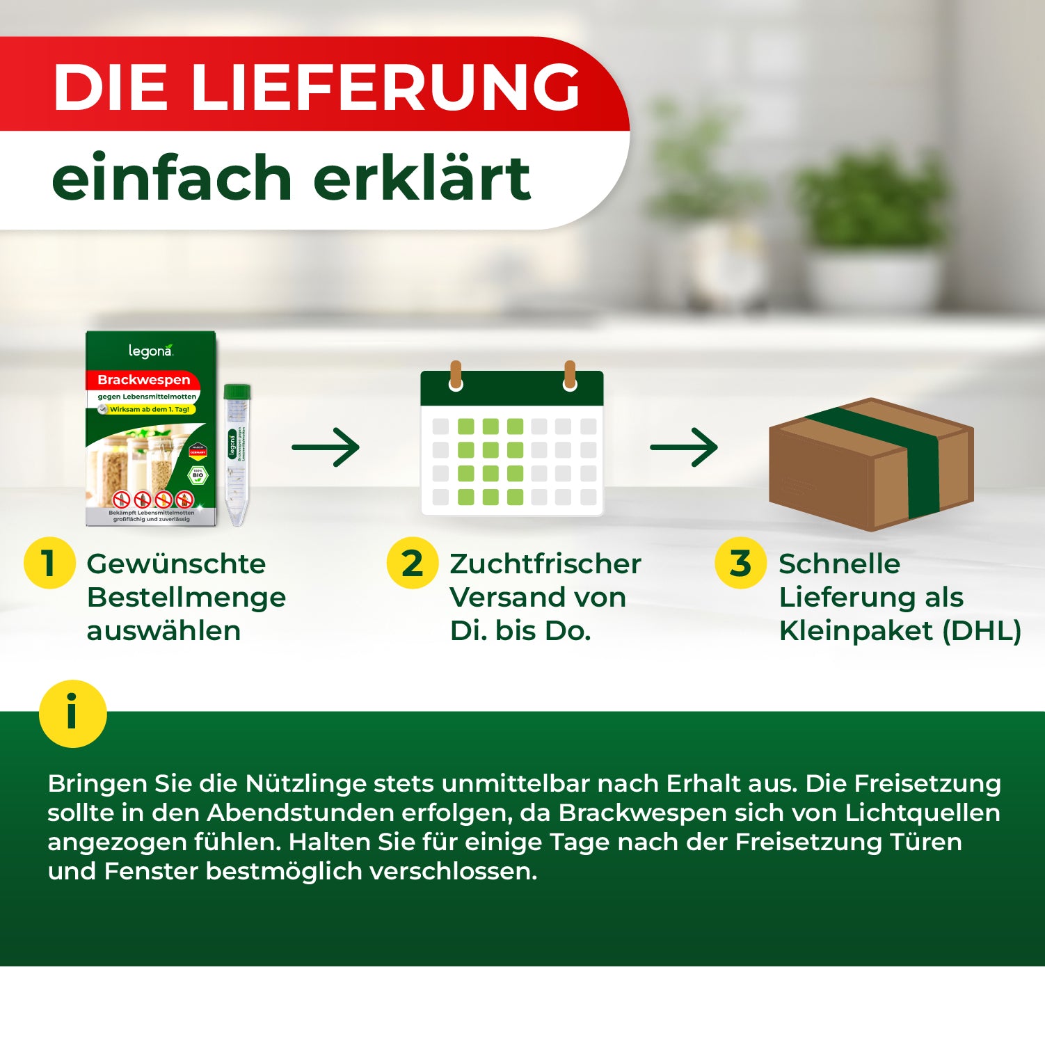 Infografik mit vier Schritten zur Lieferung von Brackwespen