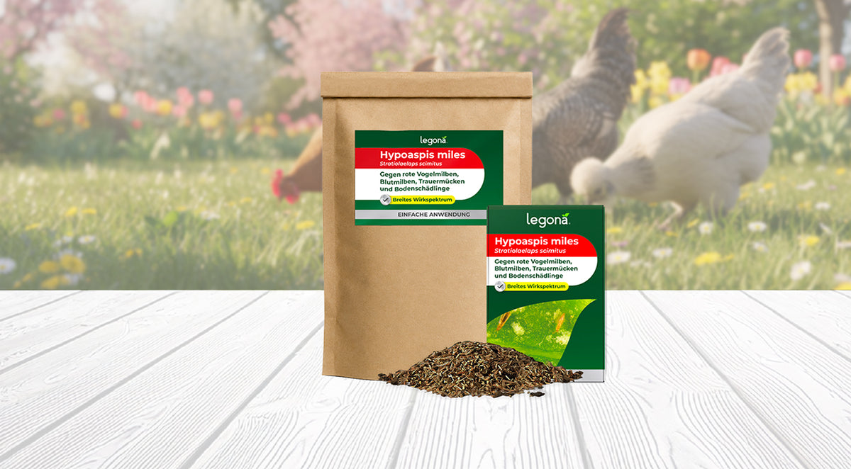 Zwei braune Papiertüten mit grün-roten Etiketten und dem Produktnamen 'Hypoaspis miles' stehen auf einem weißen Holztisch, davor eine kleine Menge des Produkts, im unscharfen Hintergrund Garten mit Hühnern und Blumen.