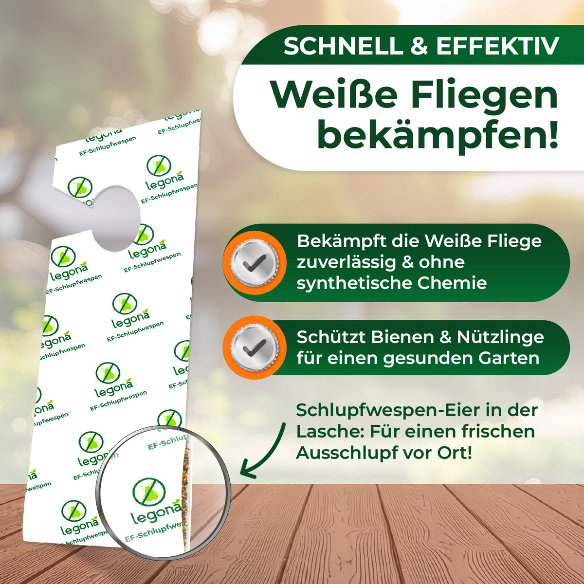 EF-Schlupfwespen gegen Weiße Fliegen