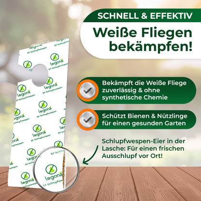 EF-Schlupfwespen gegen Weiße Fliegen