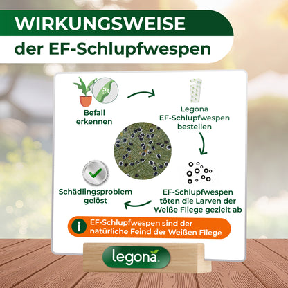 EF-Schlupfwespen gegen Weiße Fliegen