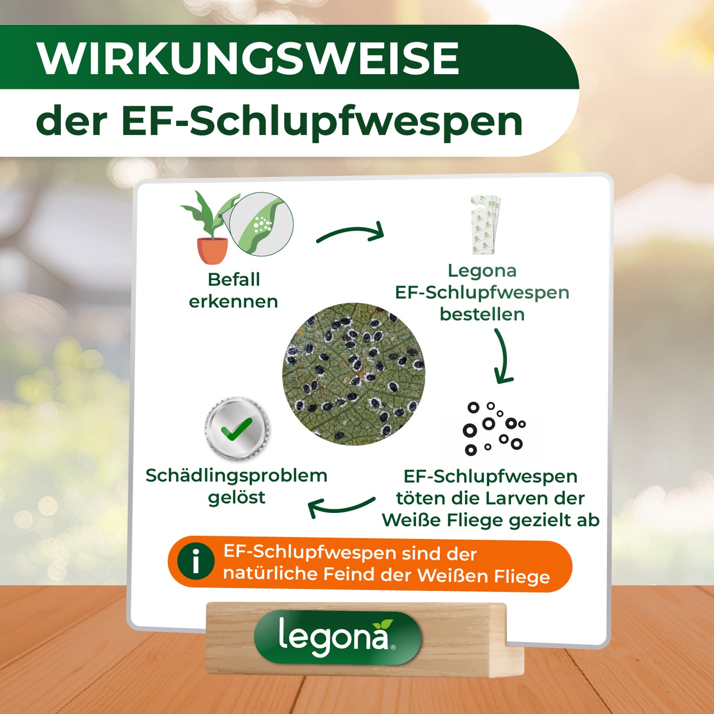 Infografik zur Wirkungsweise der EF-Schlupfwespen mit vier Schritten und Texten zu "Befall erkennen", "EF-Schlupfwespen bestellen", "Larven der Weißen Fliege töten" und "Schädlingsproblem gelöst", darunter ein Hinweistext und das Logo von Legona