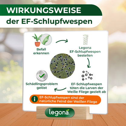 Infografik zur Wirkungsweise der EF-Schlupfwespen mit vier Schritten und Texten zu "Befall erkennen", "EF-Schlupfwespen bestellen", "Larven der Weißen Fliege töten" und "Schädlingsproblem gelöst", darunter ein Hinweistext und das Logo von Legona