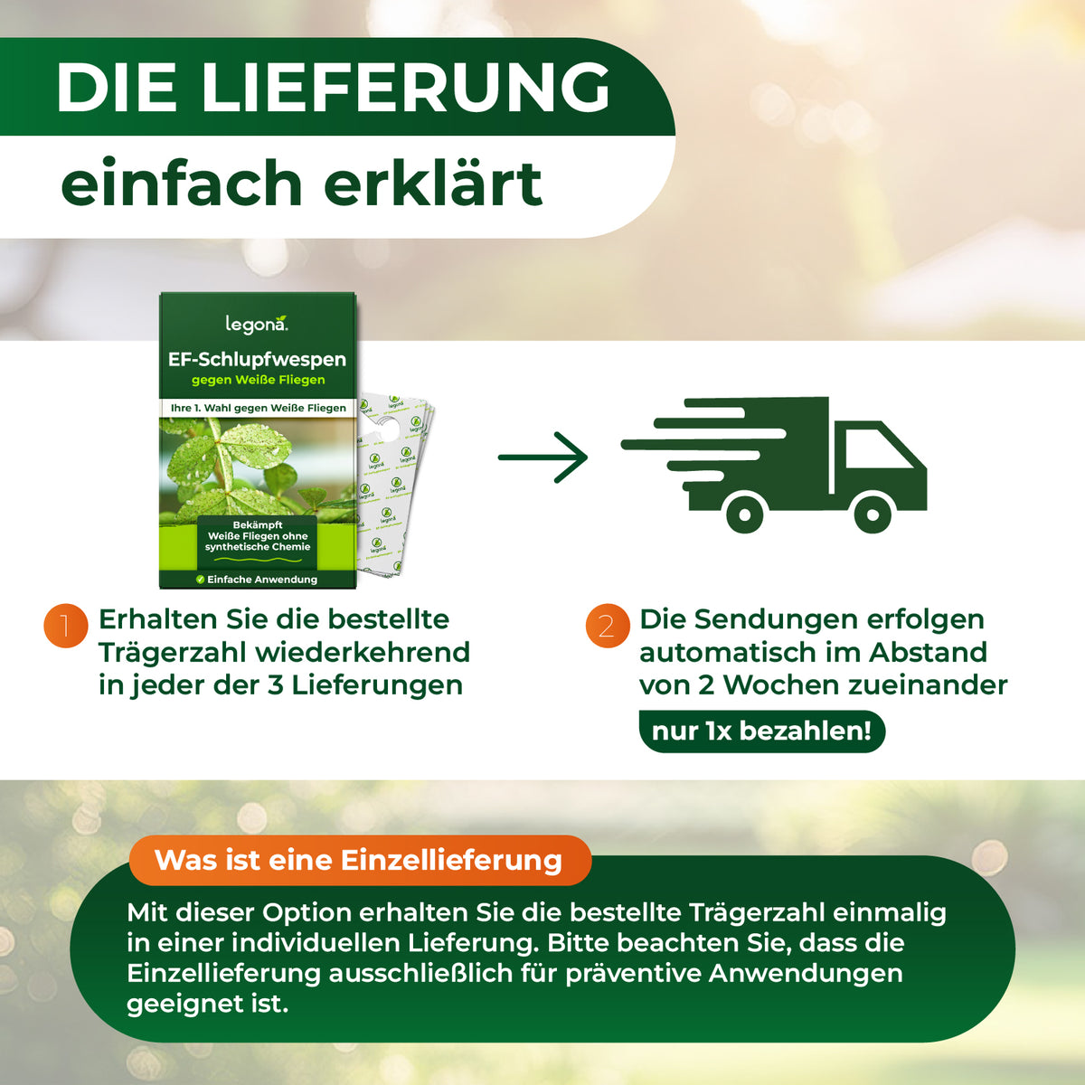 EF-Schlupfwespen gegen Weiße Fliegen