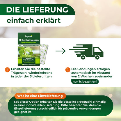 EF-Schlupfwespen gegen Weiße Fliegen