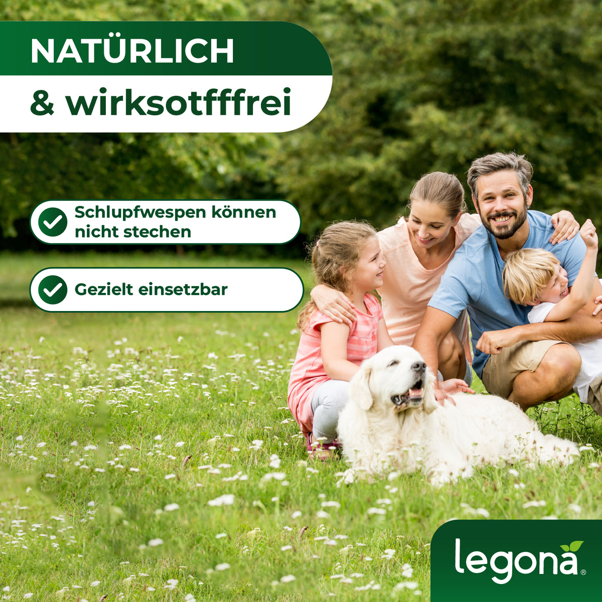 EF-Schlupfwespen gegen Weiße Fliegen