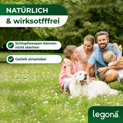 EF-Schlupfwespen gegen Weiße Fliegen