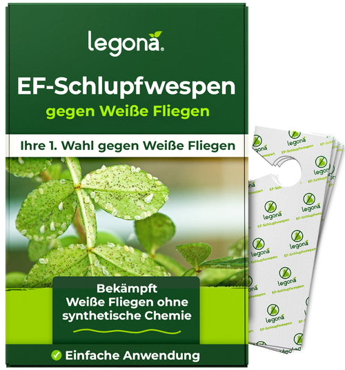 EF-Schlupfwespen gegen Weiße Fliegen