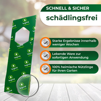 Florfliegenlarven gegen Blattläuse und Thripse