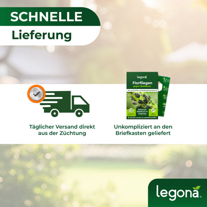 Produktverpackung von Legona Florfliegen gegen Blattläuse neben Symbolen für schnelle Lieferung und täglichem Versand aus der Züchtung