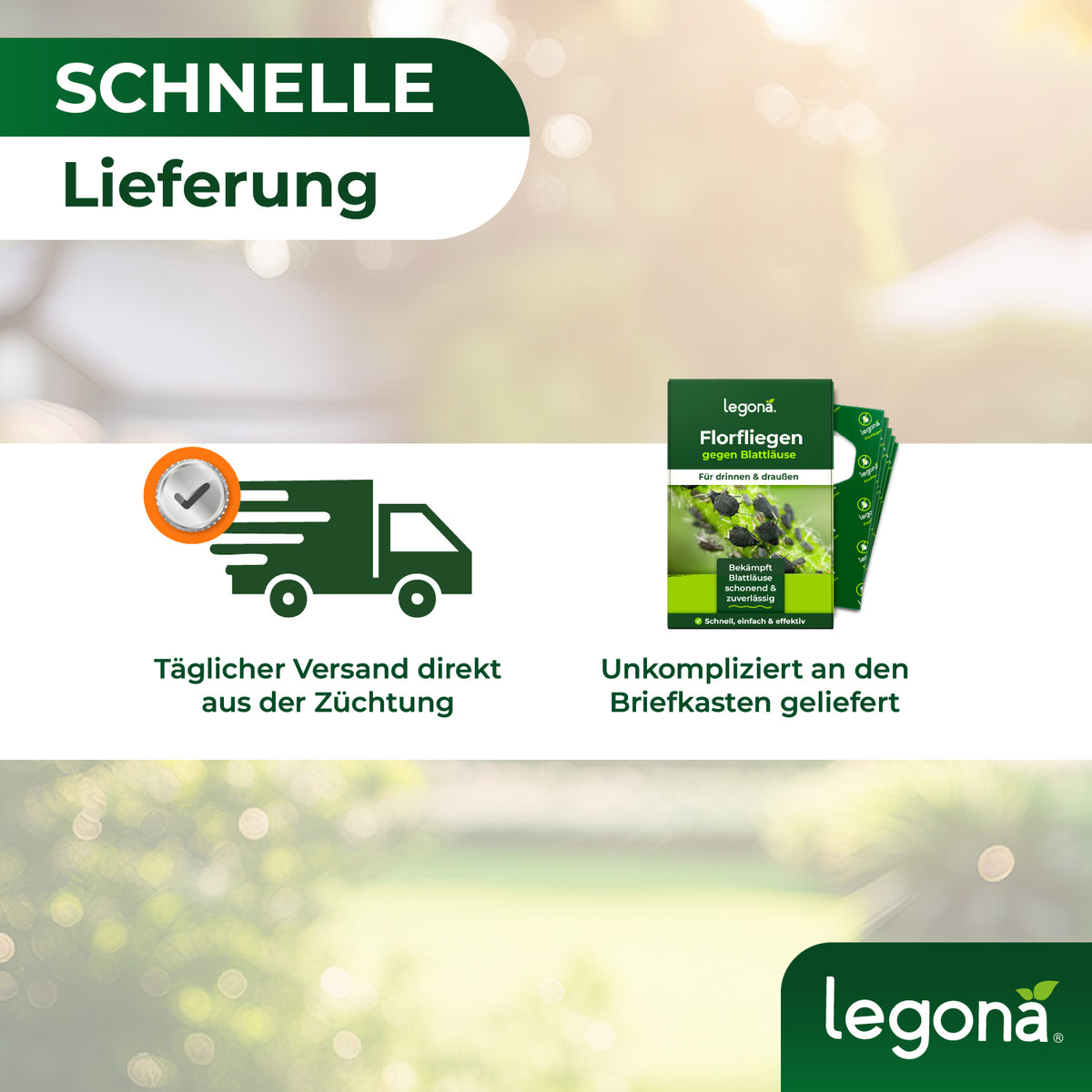 Florfliegenlarven gegen Blattläuse und Thripse