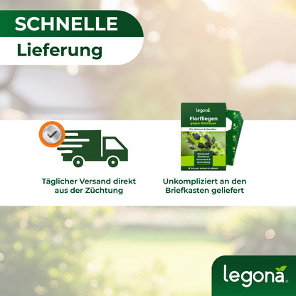 Florfliegenlarven gegen Blattläuse und Thripse