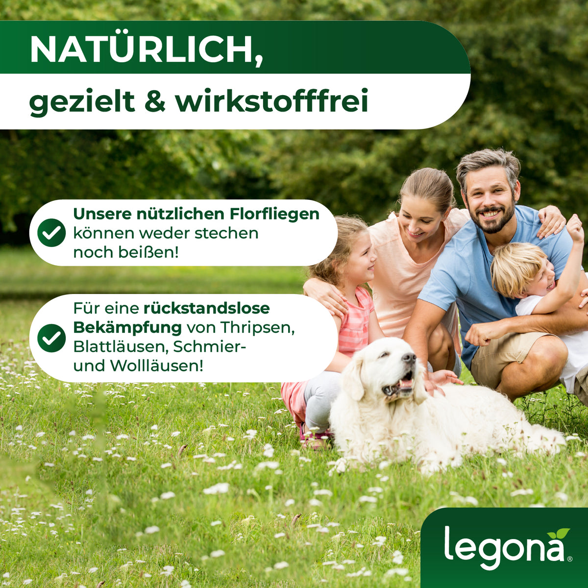 Florfliegenlarven gegen Blattläuse und Thripse