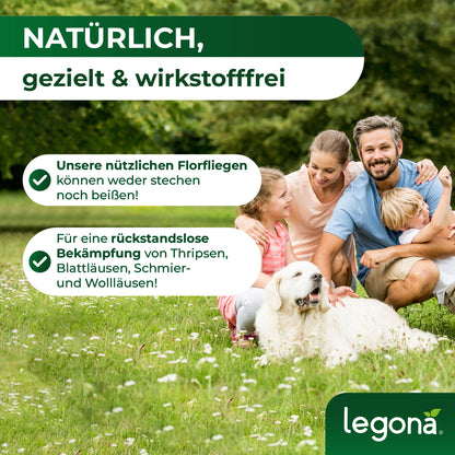 Florfliegenlarven gegen Blattläuse und Thripse