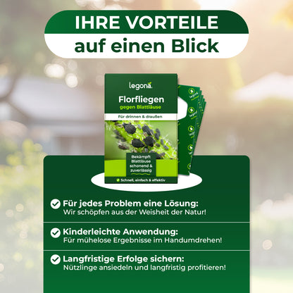 Florfliegenlarven gegen Blattläuse und Thripse