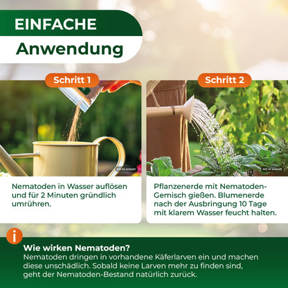 Zwei Fotos zeigen die Anwendung von Nematoden: links wird Pulver in eine Gießkanne geschüttet, rechts wird eine Pflanze mit Nematoden-Gemisch aus der Gießkanne gegossen.