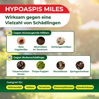 Infografik mit dem Titel 'HYPOASPIS MILES Wirksam gegen eine Vielzahl von Schädlingen' zeigt zwei Kategorien von Schädlingen mit Bildern: blutsaugende Milben (rote Vogelmilbe, Blutmilben im Terrarium, Schlangenmilben) und Bodenschädlinge (Trauermückenlarven, Thrips-Puppen, Wurzelläuse, Springschwänze) sowie Einsatzbereiche (Hühnerstall, Voliere, Terrarium, Zimmerpflanzen, Gewächshaus)
