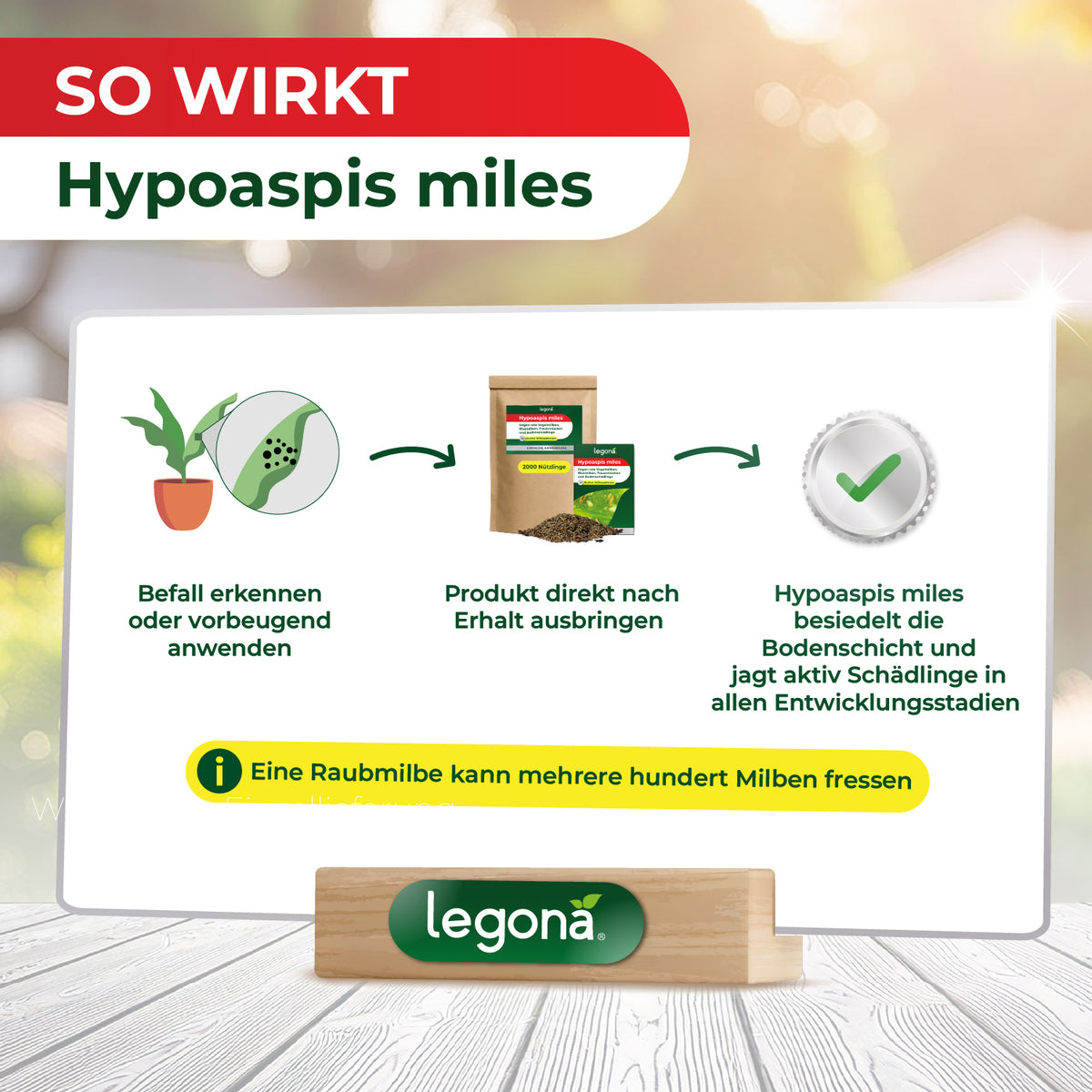 Infografik mit Anwendungsanleitung für Hypoaspis miles zeigt Pflanze, Produktverpackung und Häkchen als Symbole für Befallserkennung, Produktausbringung und Wirkung gegen Schädlinge