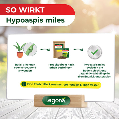 Infografik mit Anwendungsanleitung für Hypoaspis miles zeigt Pflanze, Produktverpackung und Häkchen als Symbole für Befallserkennung, Produktausbringung und Wirkung gegen Schädlinge