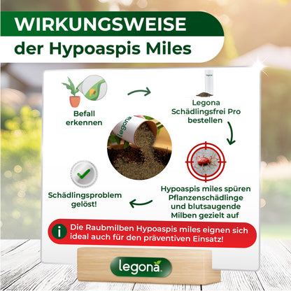 Infografik zur Wirkungsweise von Hypoaspis Miles mit Symbolen für "Befall erkennen", "Bestellung von Legona Schädlingsfrei Pro", "gezieltem Aufspüren von Pflanzenschädlingen und blutsaugenden Milben" sowie "Lösung des Schädlingsproblems", ergänzt durch Hinweis auf präventiven Einsatz