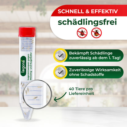 Lagererzwespen gegen Kugelkäfer & Messingkäfer