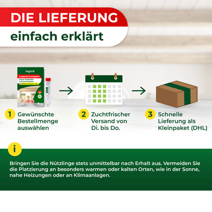 Infografik zur Lieferung mit drei Schritten: Produktverpackung, Kalender mit markierten Tagen, Paketkarton mit grünem Klebeband, dazu Text und Hinweise zur Handhabung der Nützlinge.