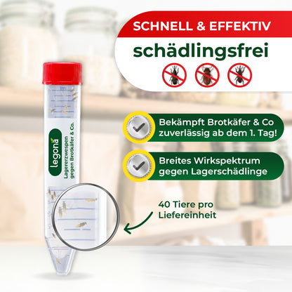 Lagererzwespen gegen Brotkäfer, Reiskäfer & Tabakkäfer