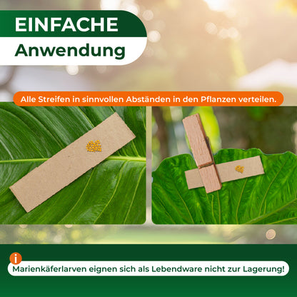 Zwei Nahaufnahmen von Marienkäferlarven auf braunen Papierstreifen, die auf grünen Blättern liegen, mit Text zur einfachen Anwendung und Warnung vor Lagerung der Larven.