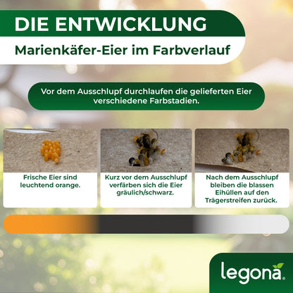 Entwicklung von Marienkäfer-Eiern in drei Phasen: leuchtend orange, vor dem Ausschlupf gräulich/schwarz, nach dem Ausschlupf blasse Eihüllen auf Trägerstreifen