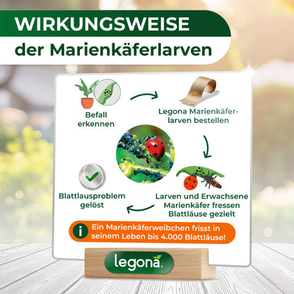 Infografik zur Wirkungsweise von Marienkäferlarven gegen Blattläuse mit den Schritten: Befall erkennen, Legona Marienkäferlarven bestellen, Larven und erwachsene Marienkäfer fressen gezielt Blattläuse.