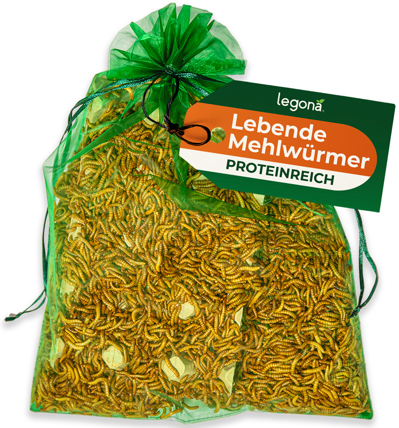 Grüner Netzbeutel mit lebenden Mehlwürmern und grün-orangefarbenem Etikett mit der Aufschrift 'Legona - Lebende Mehlwürmer - PROTEINREICH'