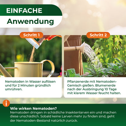 Zwei Fotos zeigen die Anwendung von Nematoden: links wird Pulver in eine Gießkanne geschüttet, rechts wird eine Pflanze mit Nematoden-Gemisch aus der Gießkanne gegossen.