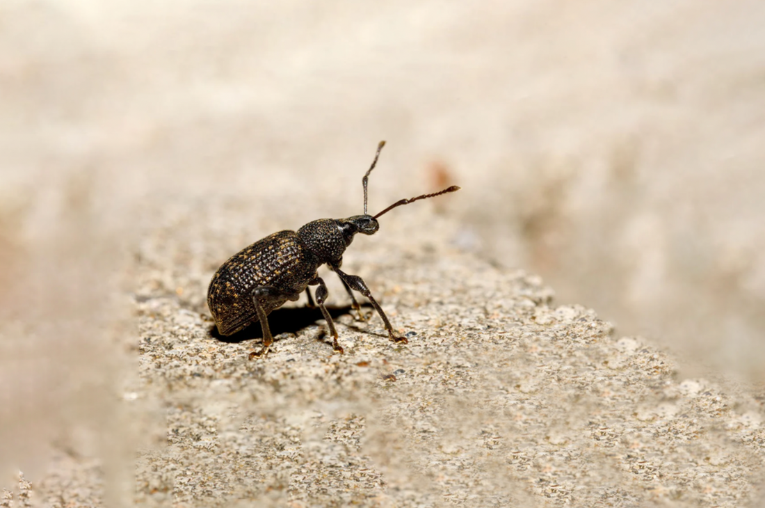 Nahaufnahme eines schwarzen Rüsselkäfers auf einer hellen, rauen Oberfläche