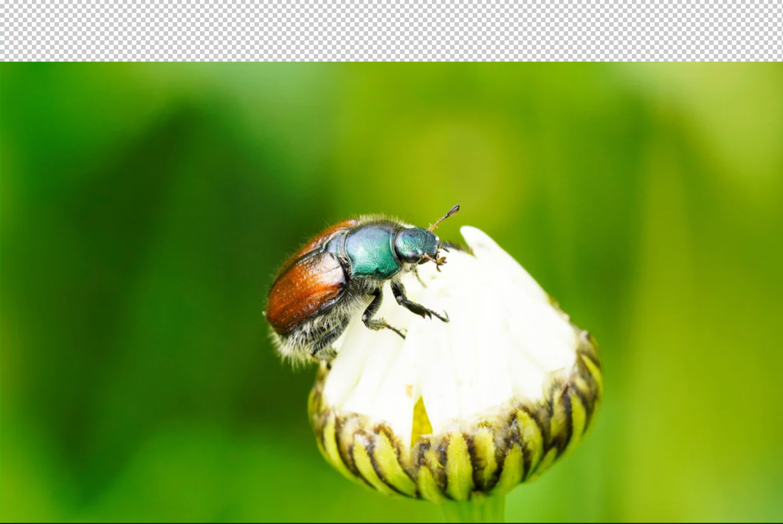 Grün schimmernder Käfer auf einer weißen Blüte vor grünem Hintergrund