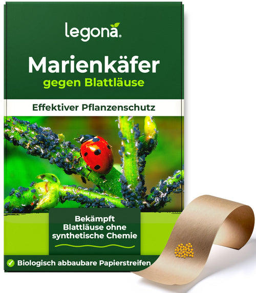 Marienkäferlarven gegen Blattläuse